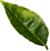 leaf1