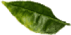 leaf2